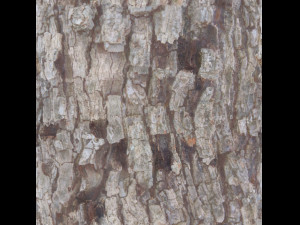 tree bark seamless 01 CG Текстури