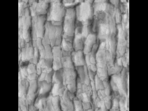tree bark seamless 01 CG Текстури