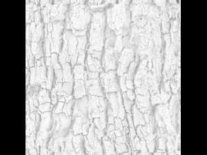 tree bark seamless 01 CG Текстури