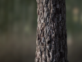 tree bark seamless 01 CG Textures