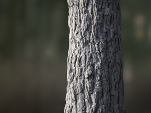 tree bark seamless 01 CG Текстури