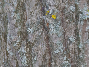 tree bark seamless 02 CG Dokuları