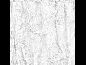 tree bark seamless 02 CG Dokuları