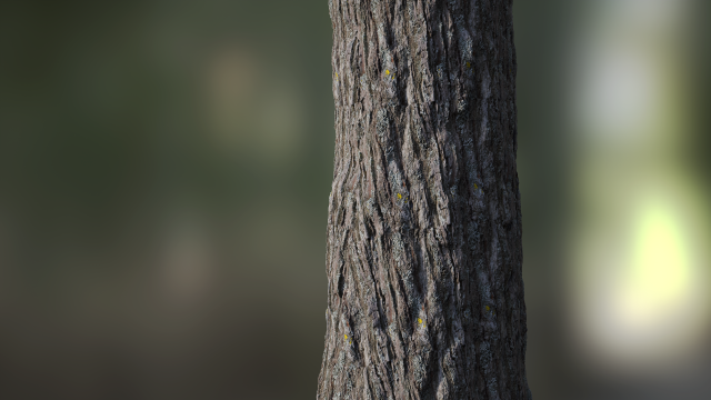 tree bark seamless 02 CG Dokuları .c4d .max .obj .3ds .fbx .stl .blend 