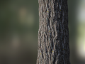 tree bark seamless 02 CG Textures