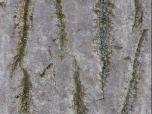 tree bark seamless 03 CG Tekstury
