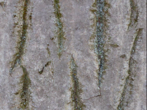 tree bark seamless 03 CG Textures