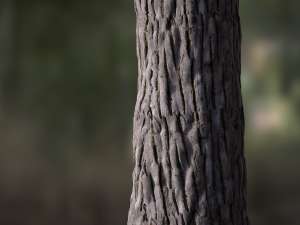 tree bark seamless 03 CG Textures