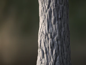 tree bark seamless 03 CG Textures