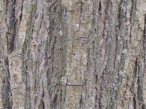 tree bark seamless 05 CG Textures