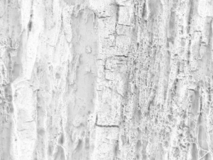 tree bark seamless 05 CG Textures