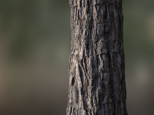 tree bark seamless 05 CG Texturen