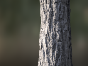 tree bark seamless 05 CG Textures