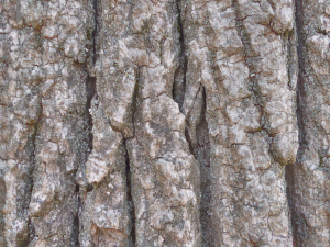 tree bark seamless 04 CG Textures