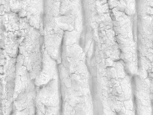 Baumrinde nahtlos 04 CG Texturen