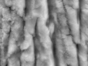 tree bark seamless 04 CG Textures