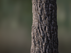 tree bark seamless 04 CG Textures