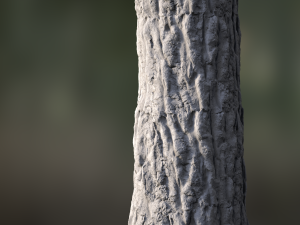 tree bark seamless 04 CG Textures