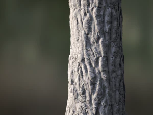 Baumrinde nahtlos 04 CG Texturen