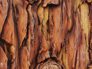 stylized wood bark CG Textures