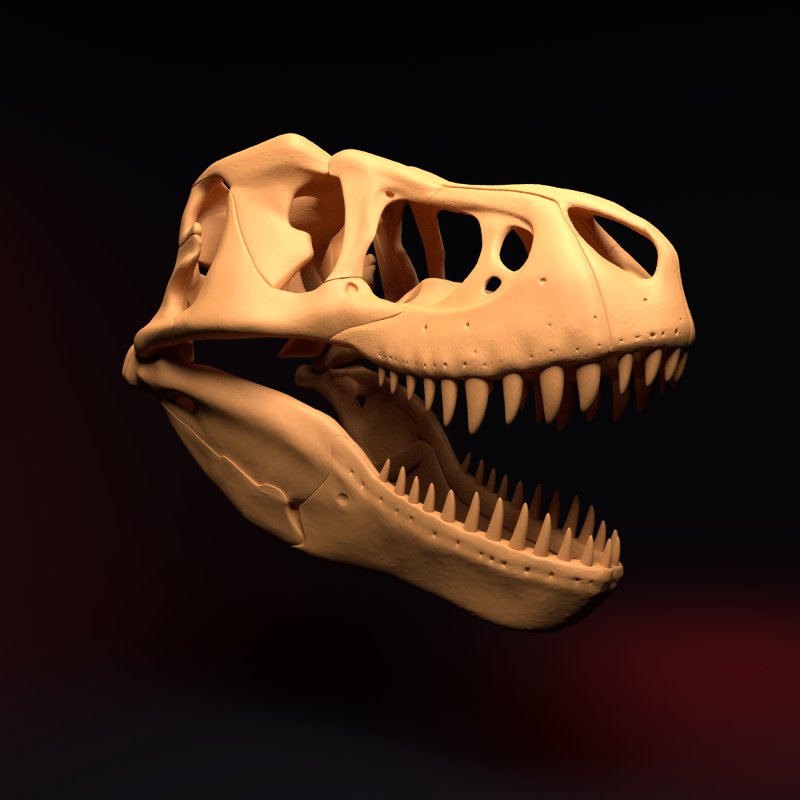T-REX SKULL 3D प्रिंट मॉडल .c4d .max .obj .3ds .fbx .stl .blend 