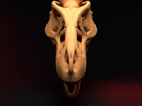 T-REX SKULL 3D Print Model