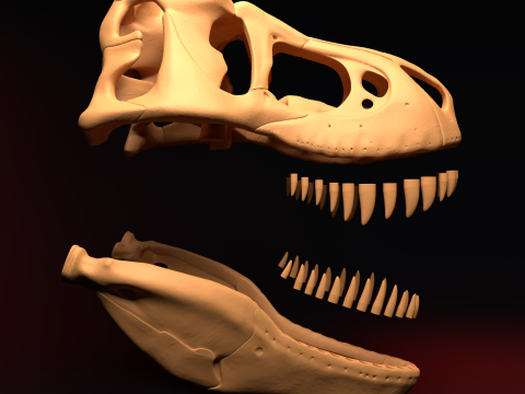 T-REX SKULL 3D प्रिंट मॉडल