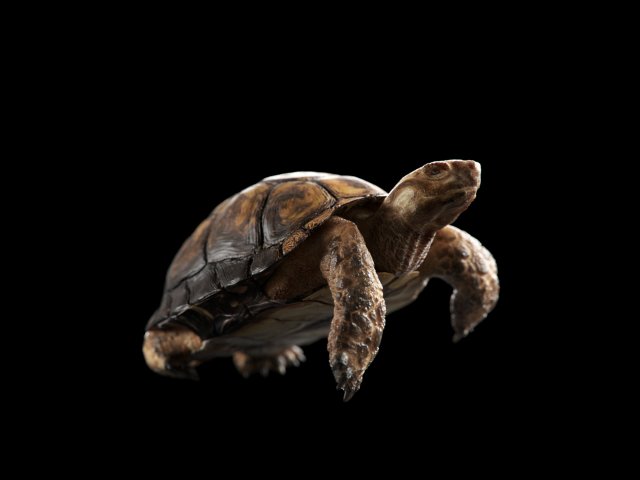 turtle 3D मॉडल .c4d .max .obj .3ds .fbx .stl .blend 