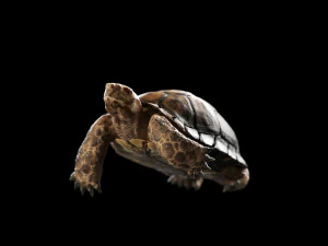 turtle 3D Model