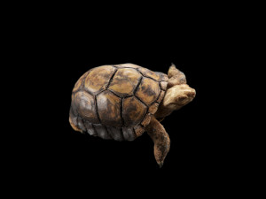 turtle 3D मॉडल