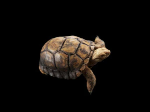 turtle 3D Model