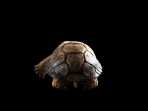 turtle 3D Model