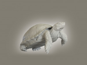 turtle 3D मॉडल