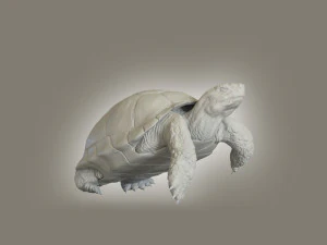 turtle 3D Model