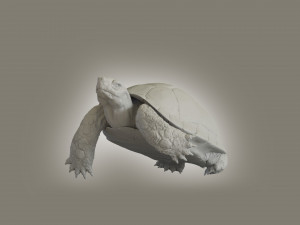 turtle 3D मॉडल