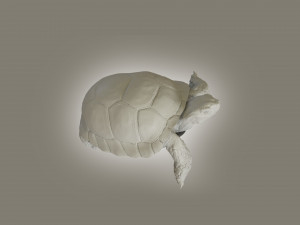 turtle 3D मॉडल