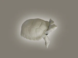turtle 3D Model