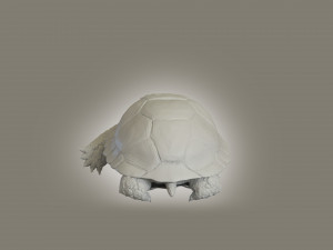 turtle 3D मॉडल