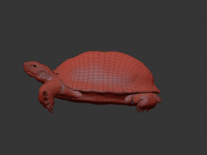 turtle 3D मॉडल