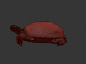 turtle 3D मॉडल