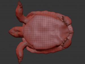 turtle 3D मॉडल