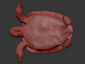 turtle 3D Model