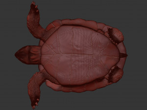 turtle 3D मॉडल