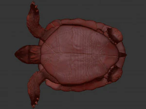 turtle 3D Model