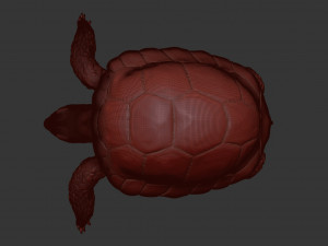 turtle 3D मॉडल