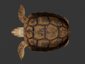 turtle 3D मॉडल