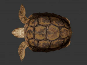 turtle 3D Model