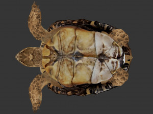 turtle 3D मॉडल