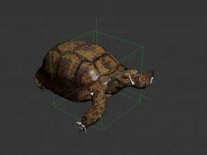turtle 3D मॉडल
