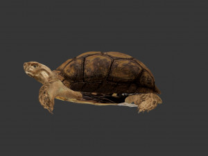 turtle 3D मॉडल